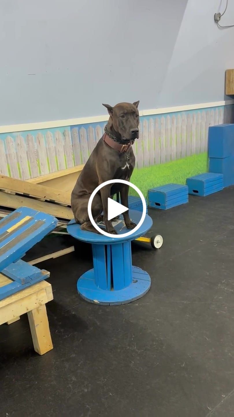 Customer video review of 2" Tacti Luxe Dog Collar - Rose Gold - Chocolate