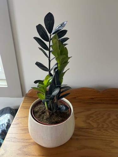 Customer photo review of Raven ZZ plant | Indoor Live Zamioculcas Zamiifolia Raven Plant | Rare Indoor Plant | Zansibar gem | Black ZZ Plant