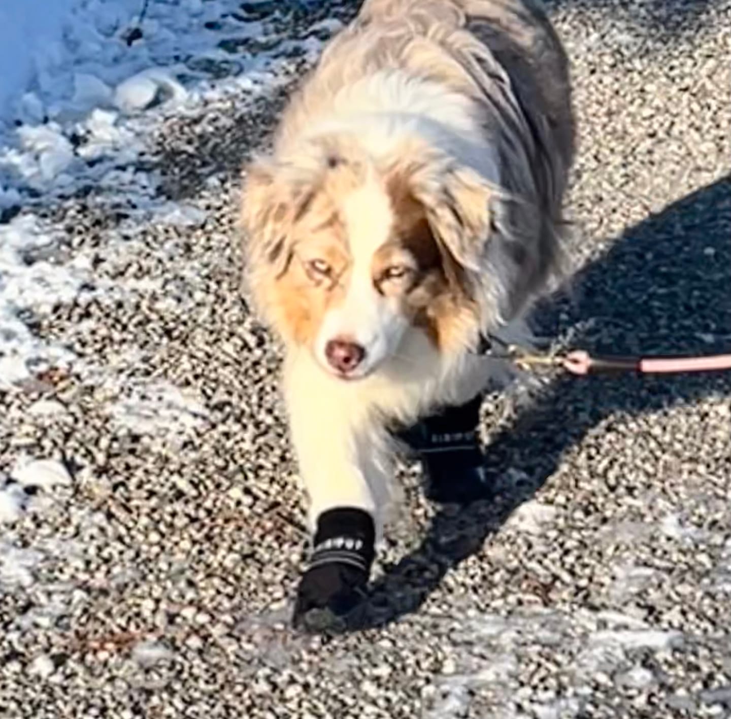 Customer photo review of AIR PUP DOG BOOTS - SET OF 4