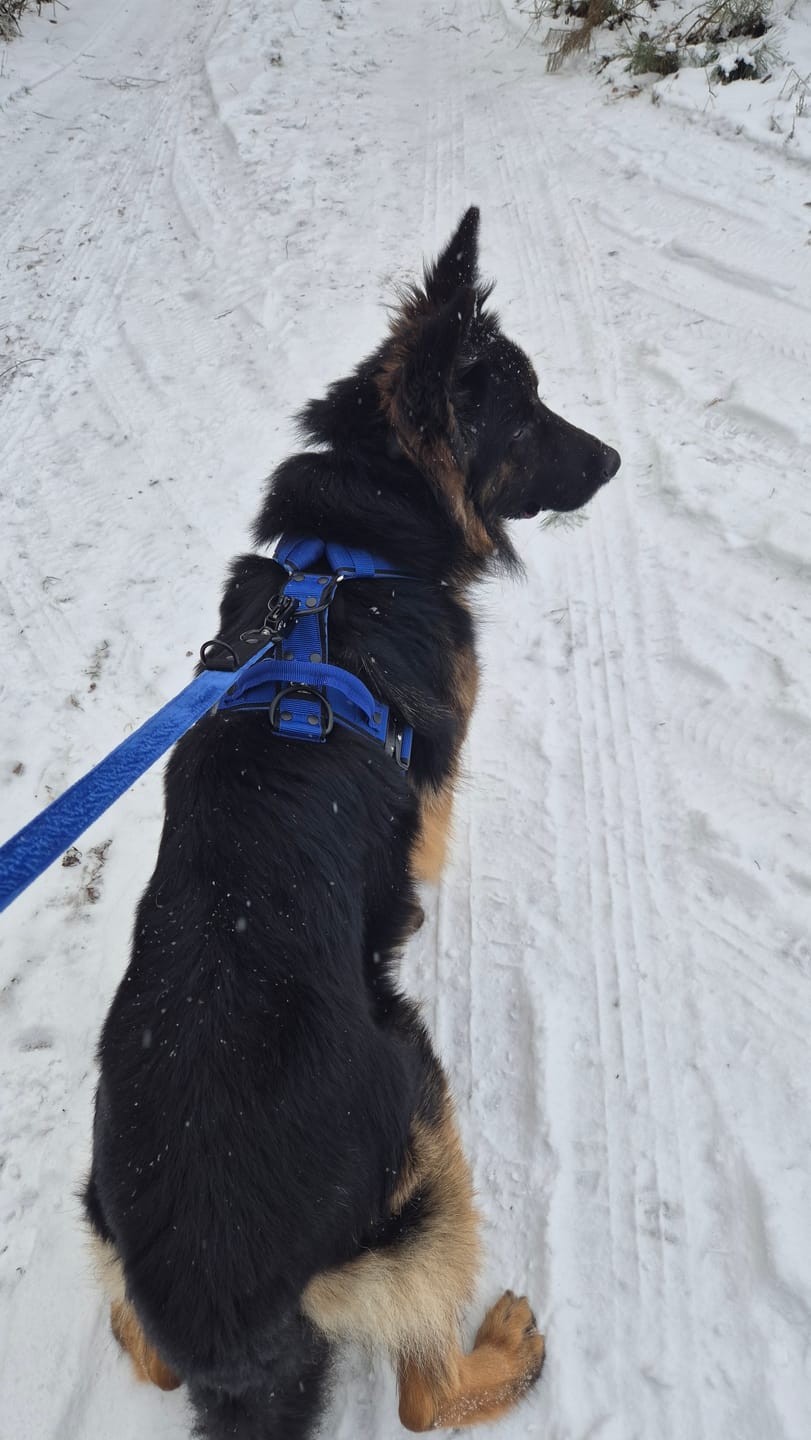 Customer photo review of Smycz przepinana dla psa - Multi Leash Black Edition Niebieska