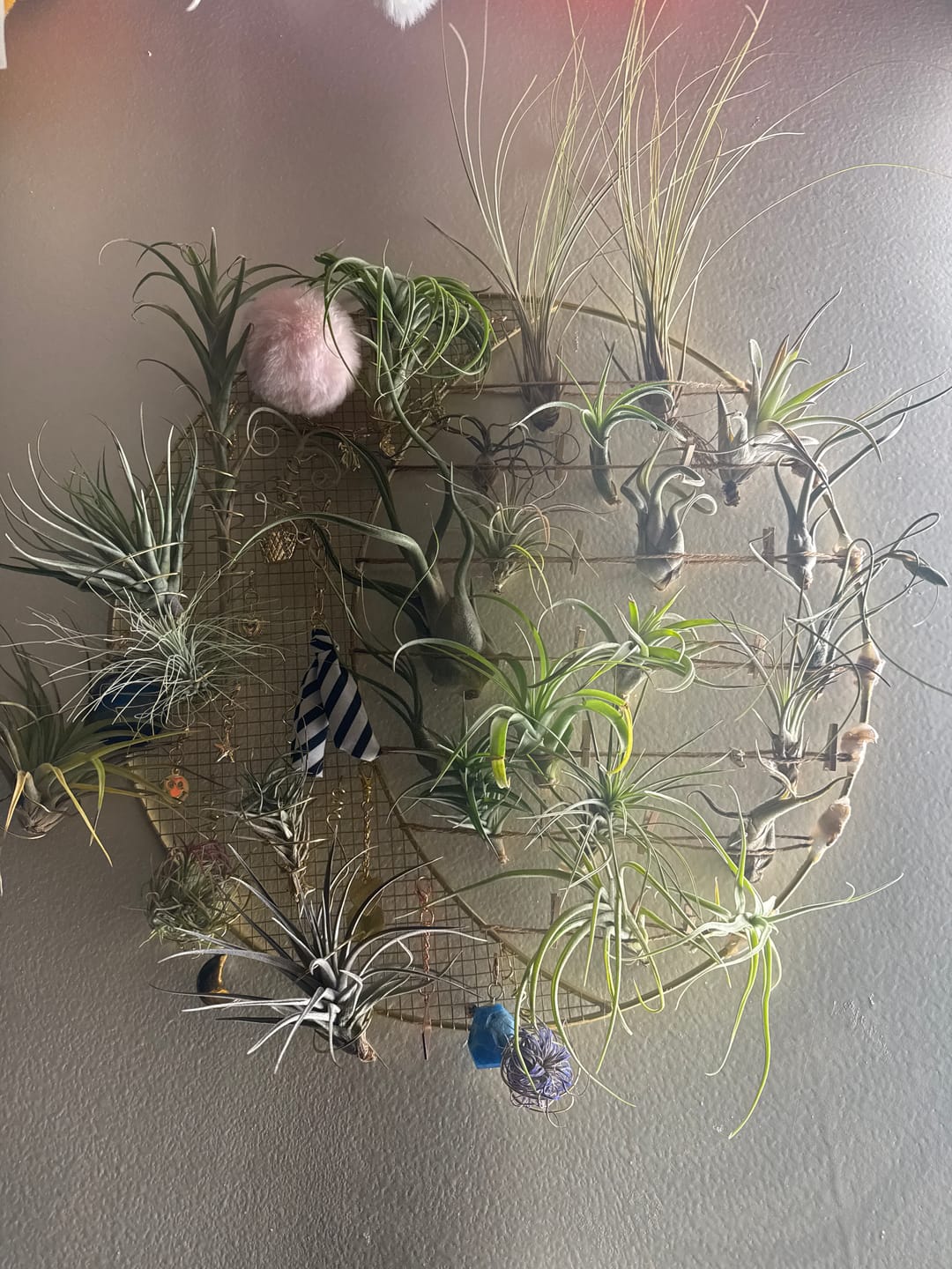 Customer photo review of **Air Plant Mystery Box**  (ALL TIERS BACK IN STOCK!)