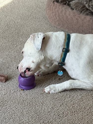 Customer photo review of Freezball - Durable Fillable Dog Chew Bone