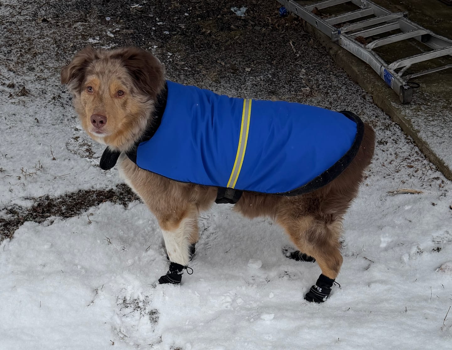 Customer photo review of AIR PUP DOG BOOTS - SET OF 4