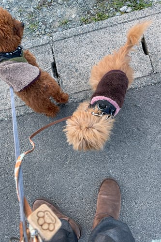 Customer photo review of FunFunPet 高機能ハーネス（お名前タグ作成サービス付き）