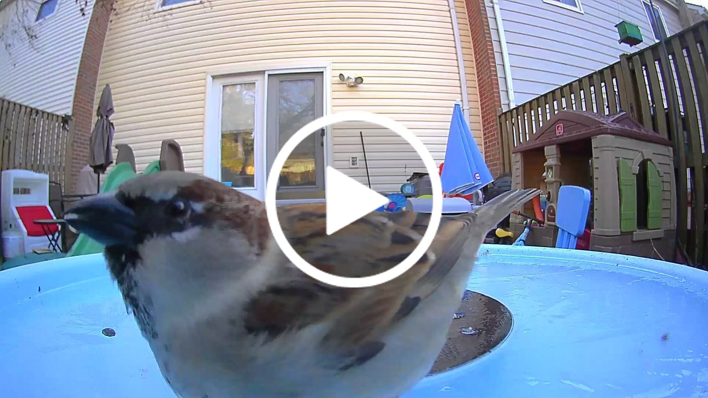 Customer video review of Birdfy Bath Pro with Stand - Solar-Powered Smart Birdbath with Fountain