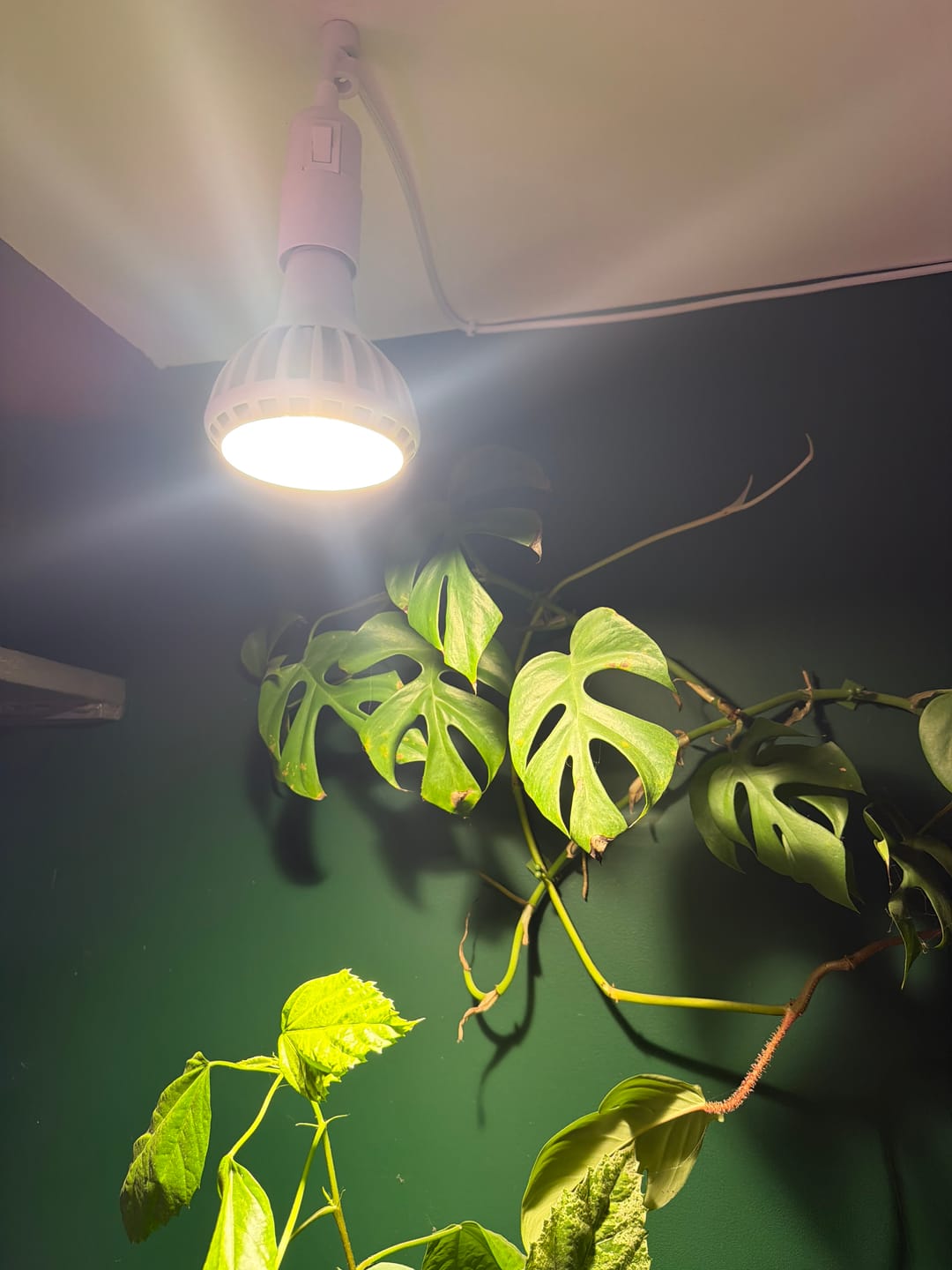 Customer photo review of Pianta Grow Light and Enna Plug-in Ceiling Pendant Bundle