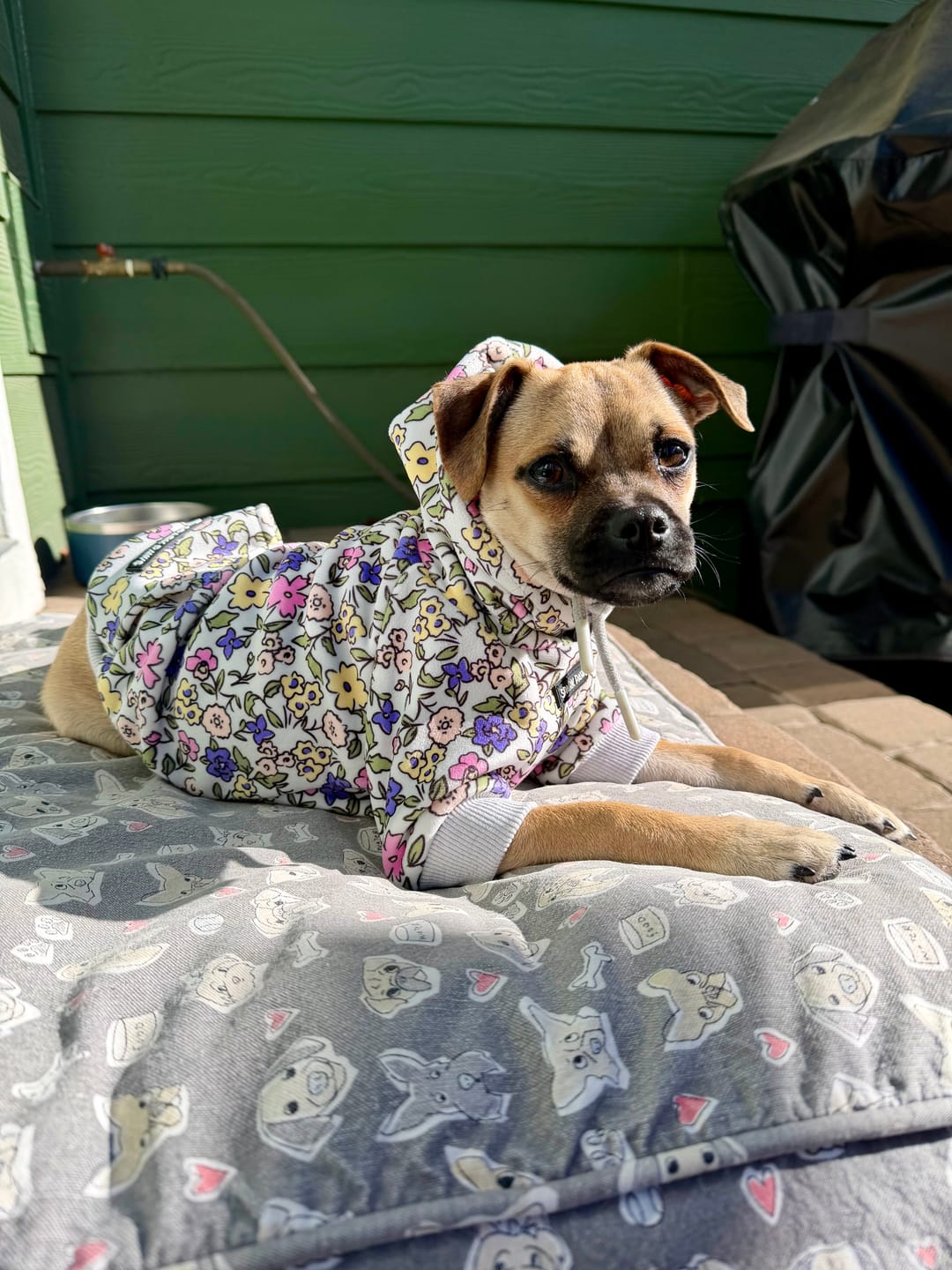 Customer photo review of Vintage Flower Dog Hoodie - Light Grey