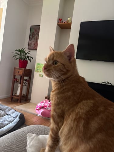 Customer photo review of 1 Month Supply – 1 Cat