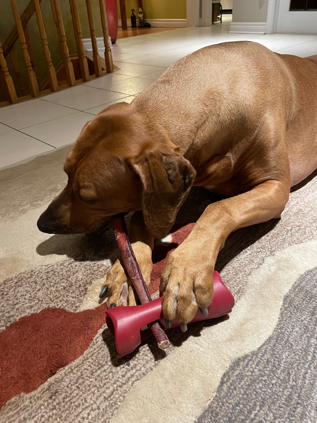 Customer photo review of Bully Stick Safety Holder