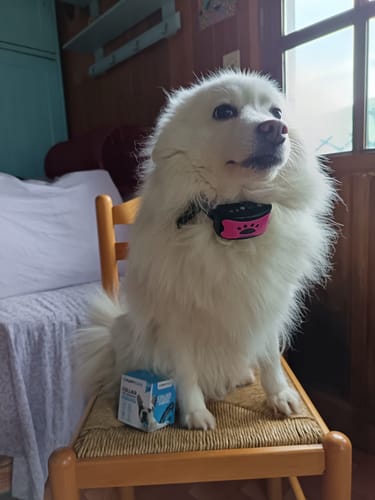 Le chien poilu d'un client est assis sur une chaise avec le Collier Anti Aboiement PuppySafe et la boîte du produit.