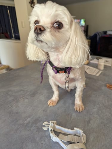 Customer photo review of Houndware Smart Anti-Bark Collar for Small & Miniature Dogs