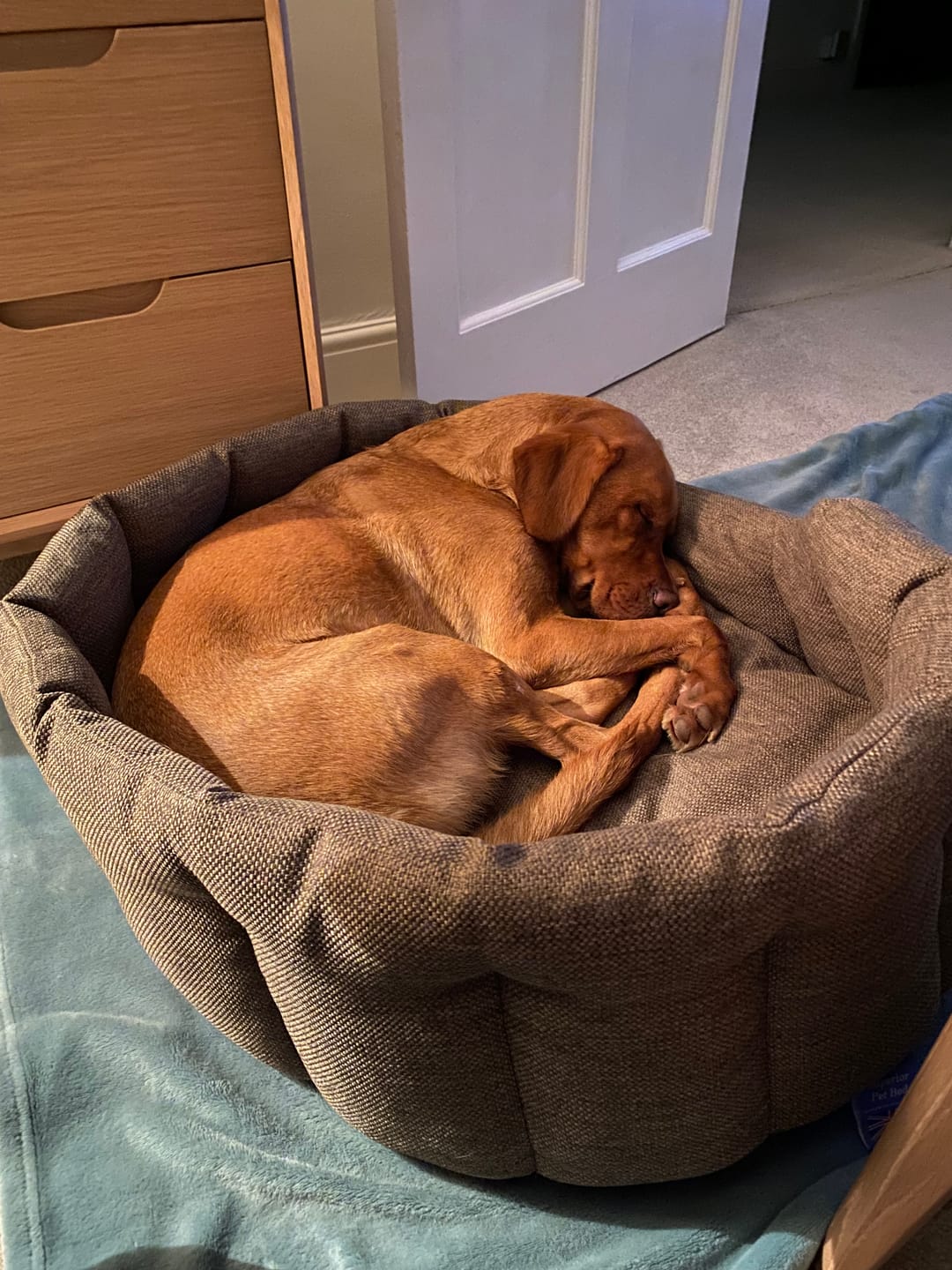 Customer photo review of Country Dog Luxury Heavy Duty Basketweave Oval Bed