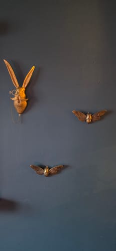 Customer photo review of Gold Effect Wall Mounted Bee