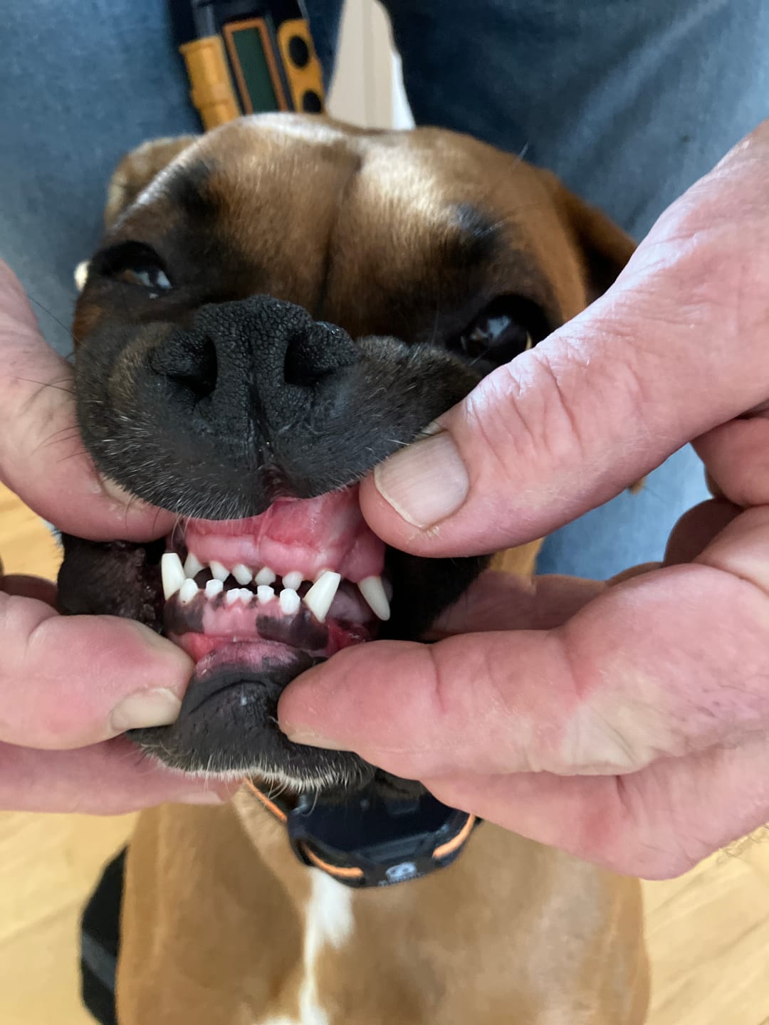 Customer photo review of Pet Dental Spray by Furaqua || Veterinarian Recommended 🏆