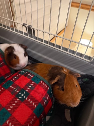 Customer photo review of Double Tunnel | Merry Pigmas