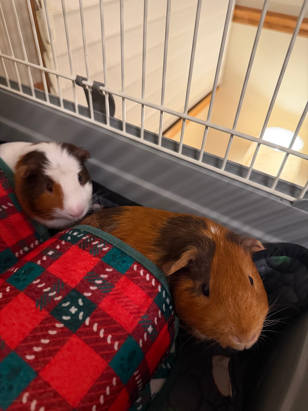 Customer photo review of Double Tunnel | Merry Pigmas