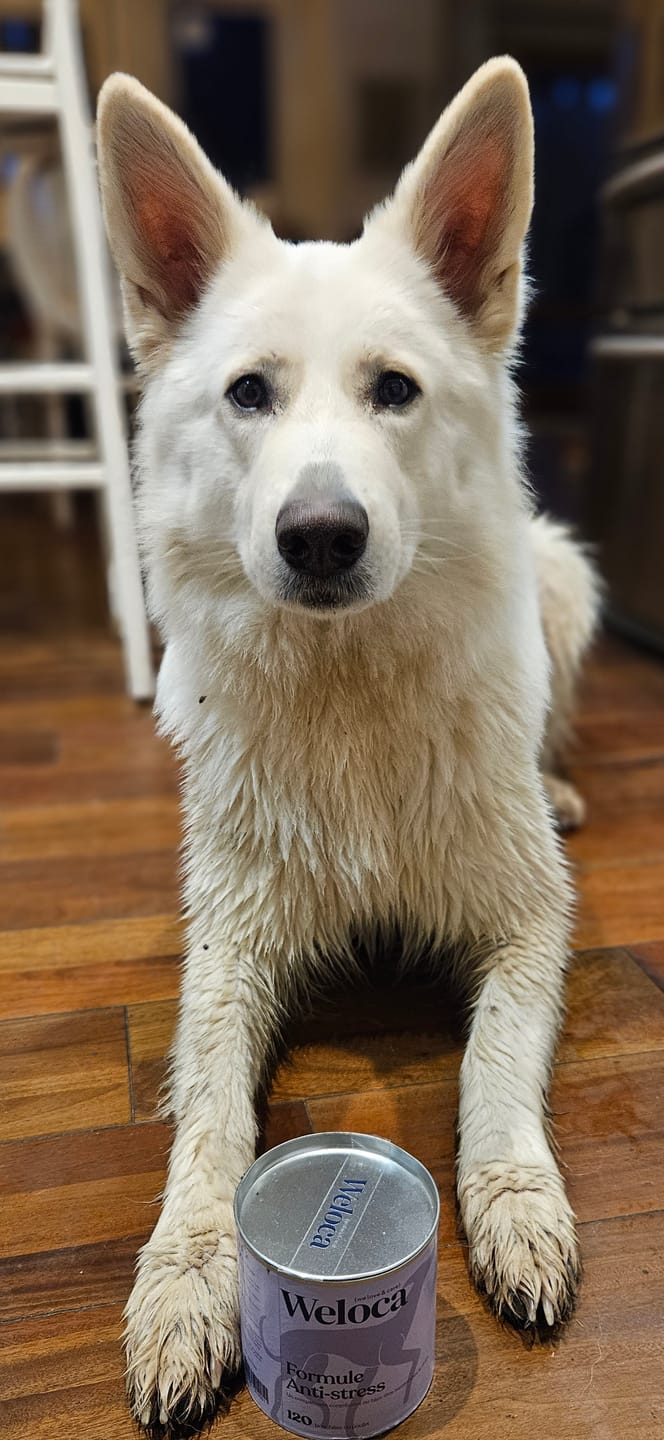 Customer photo review of Complément stress  | Chien