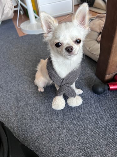 Customer photo review of FunFunPet 高機能ハーネス（お名前タグ作成サービス付き）