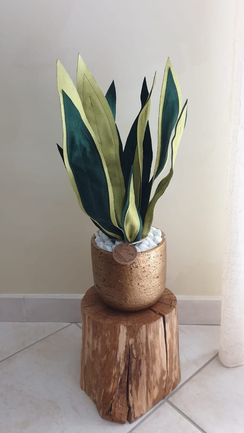 Customer photo review of Sanseveria - spedizione gratuita
