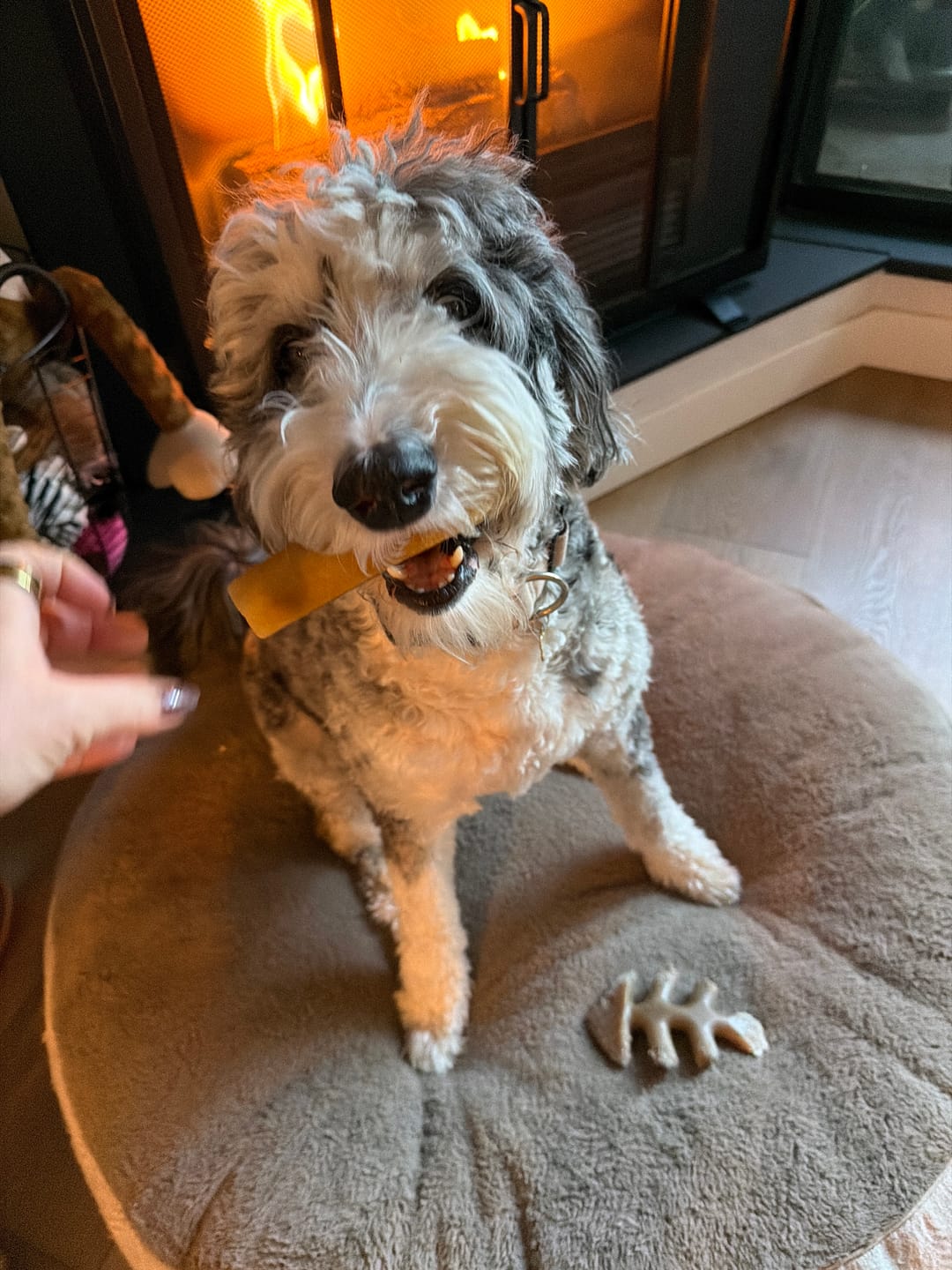 Customer photo review of Himalayan Yak Chew (LARGE)