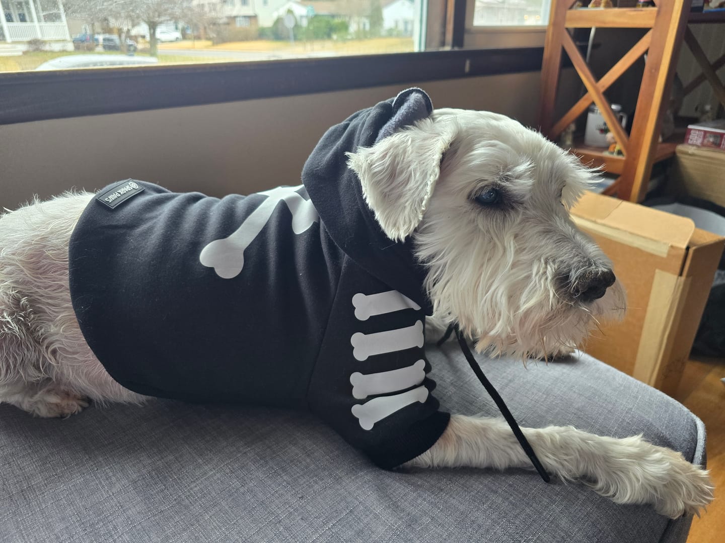 Customer photo review of Dog Hoodie Prints