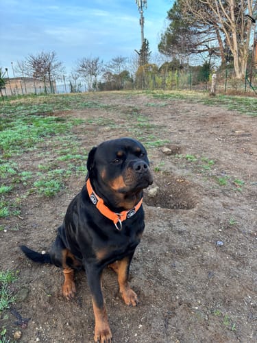 Customer photo review of 5cm Slip on Collar | Foam Padded - Orange