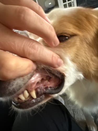 Customer photo review of 1-TDC ORAL HEALTH + MOBILITY SUPPORT FOR DOGS & CATS 2 Bottles (240 soft gels)