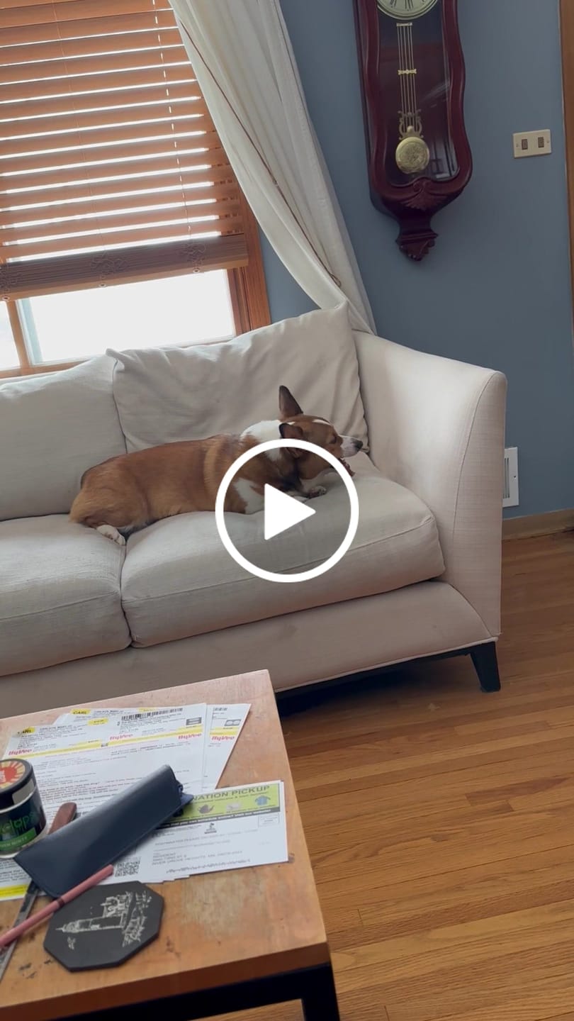 Customer video review of Regular Bully Sticks