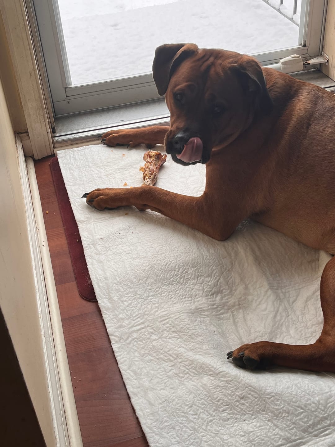 Customer photo review of Ostrich Foot Bone (7" x 3.5"): The Flavorful & Long-Lasting Chew for Medium to Large Dogs