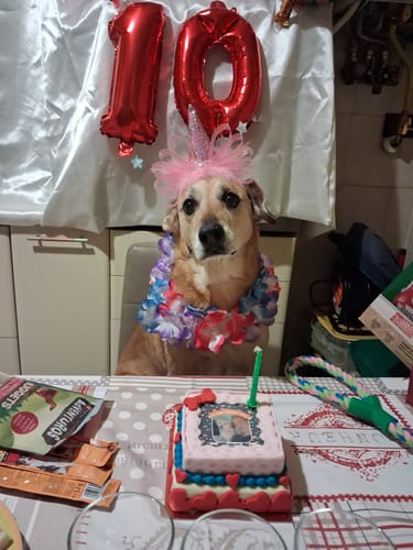 Customer photo review of Incanto per Lei Personalizzabile CON FOTO, Torta Per Cani Superiore