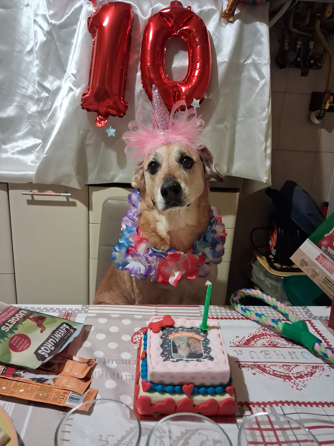 Customer photo review of Incanto per Lei Personalizzabile CON FOTO, Torta Per Cani Superiore