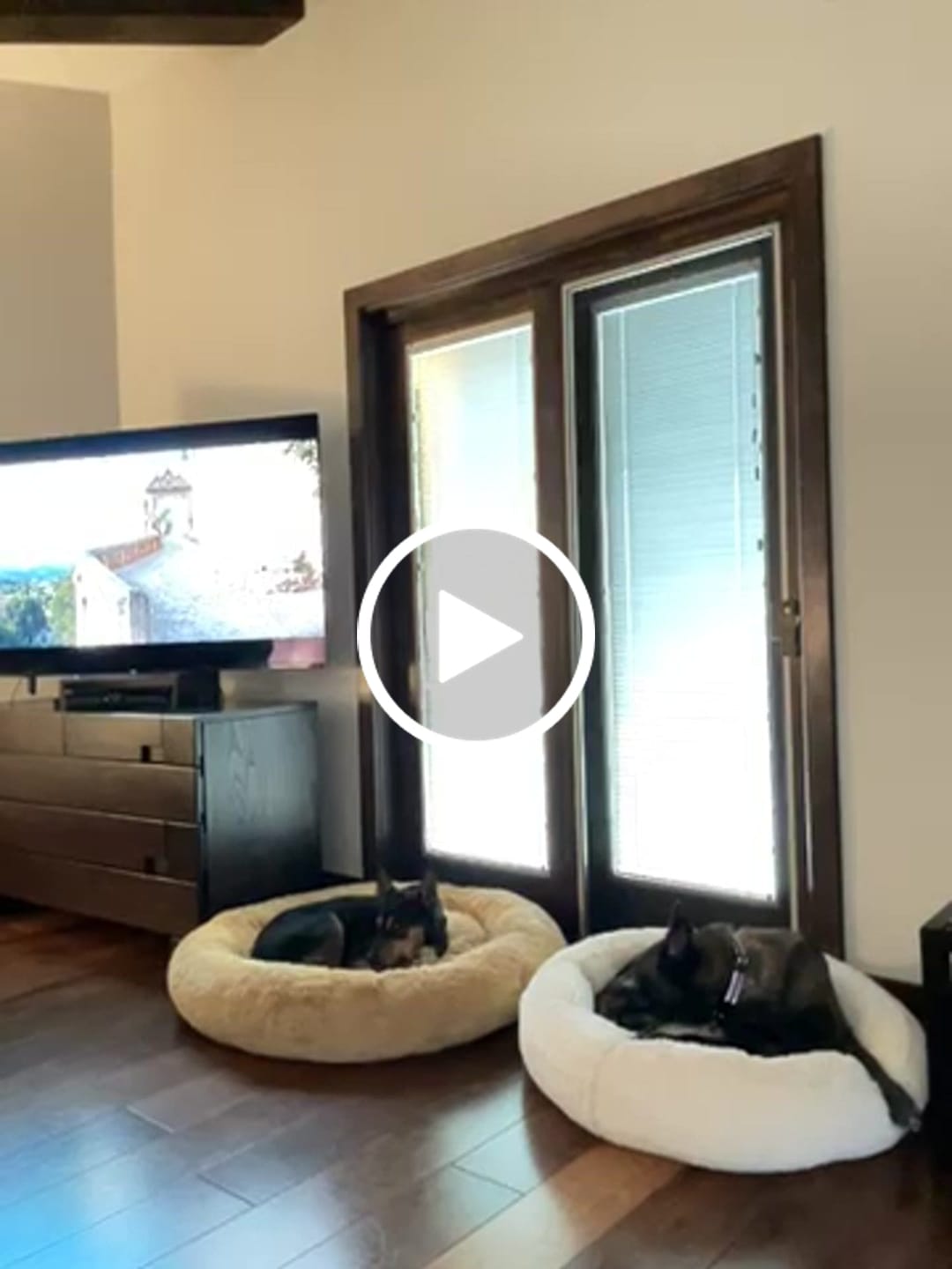 Customer video review of Funda Original para Cama Antiestrés para Perros