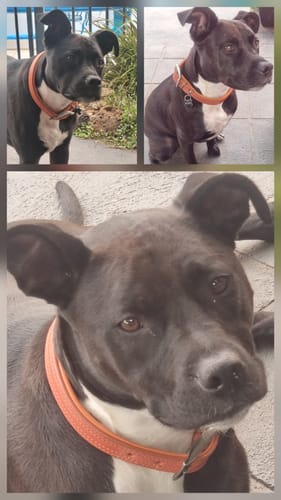 Customer photo review of Hand Made Leather Dog Collar - Tuscan Orange (Slim Fit)