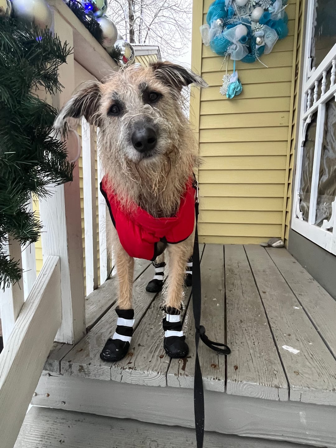 Customer photo review of Flex Shell Waterproof Dog Boots