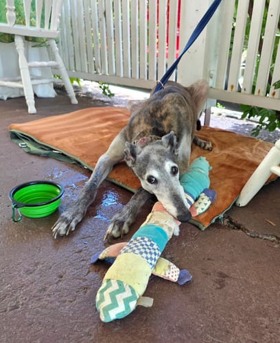 Customer photo review of Transformable Pet Living Mat