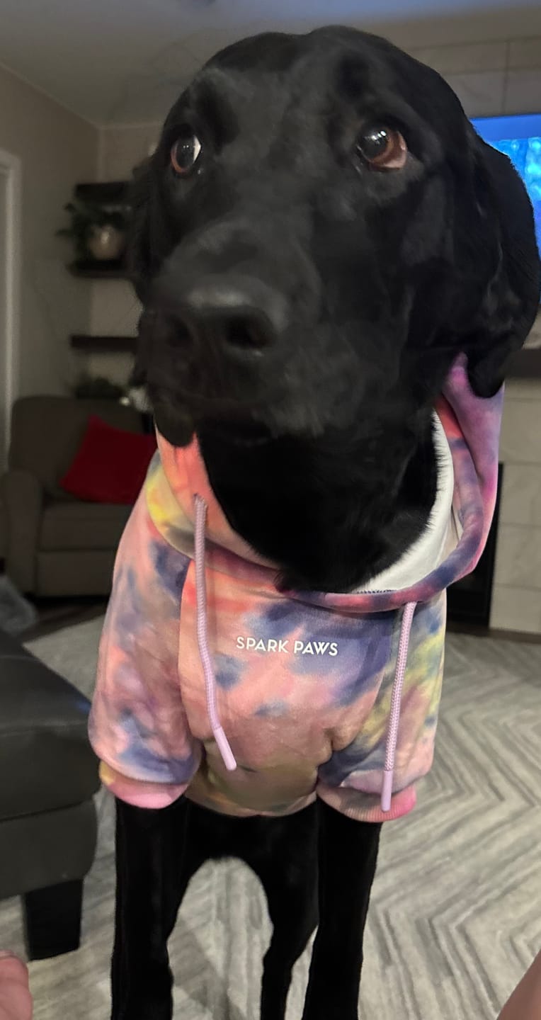 Customer photo review of Velvet Dog Hoodie - Berry Lemonade