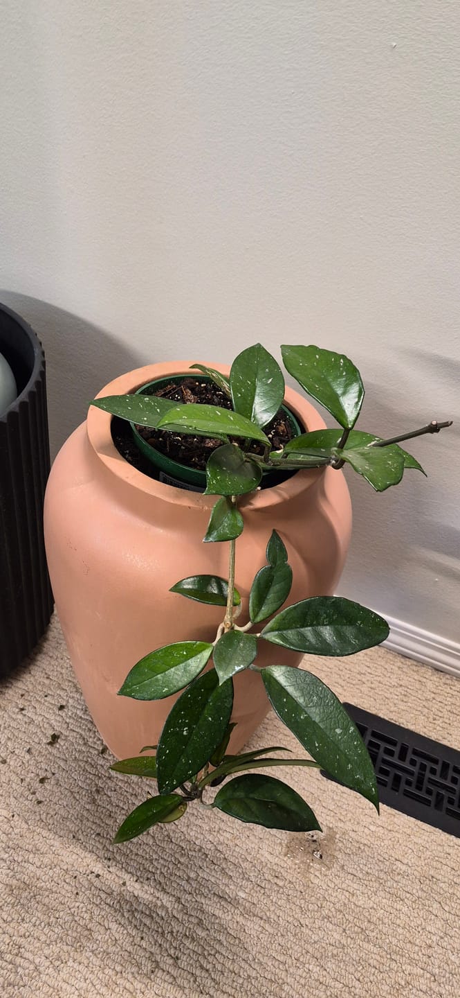 Customer photo review of Kelpy Food for Plants