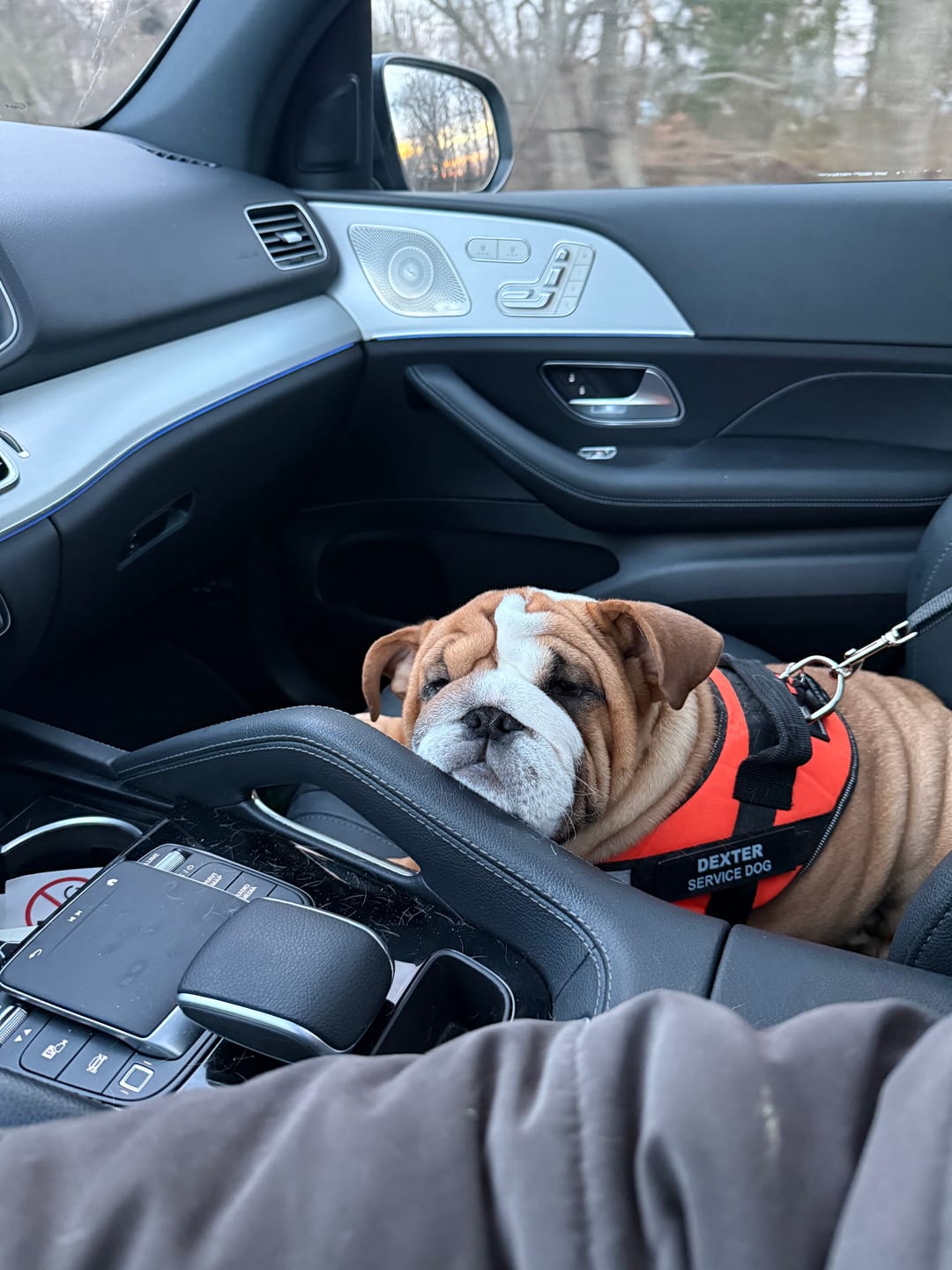 Customer photo review of 2 Pack Headrest Car Dog Safety Seatbelt