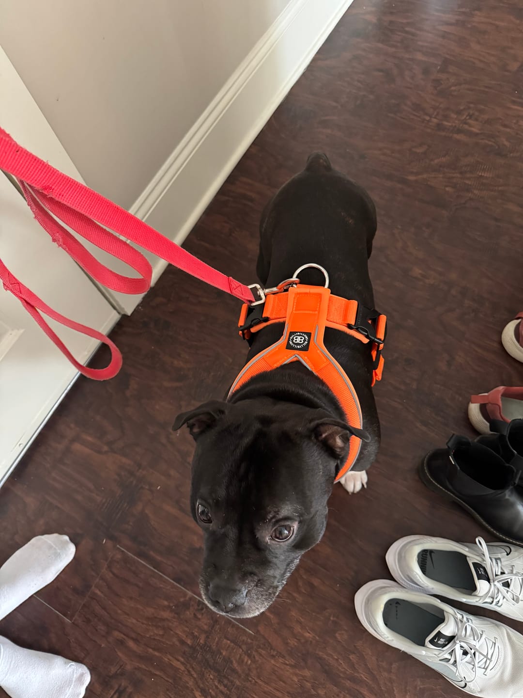 Customer photo review of Slip on Harness | Foam Padded - Orange
