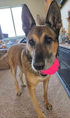 Customer photo review of WUNDERBALL - Best Fetch Toy