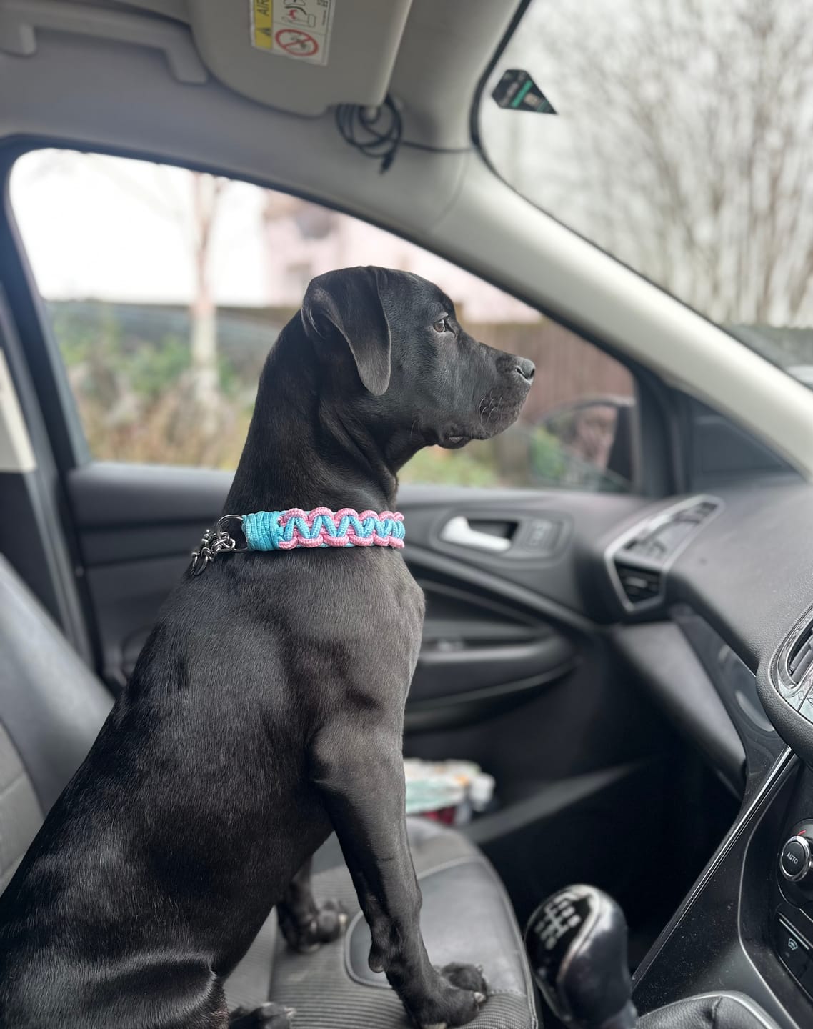 Customer photo review of Paracord Rope Lead Set - Two tone colour