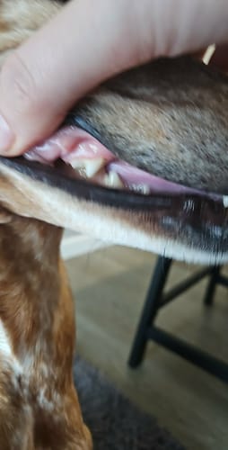 Customer photo review of 1-TDC Oral Health + Mobility Support  Dogs - 12 bottles – (1440 soft gels)