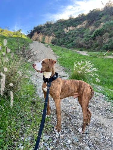 Customer photo review of Black Bully Proof Collar