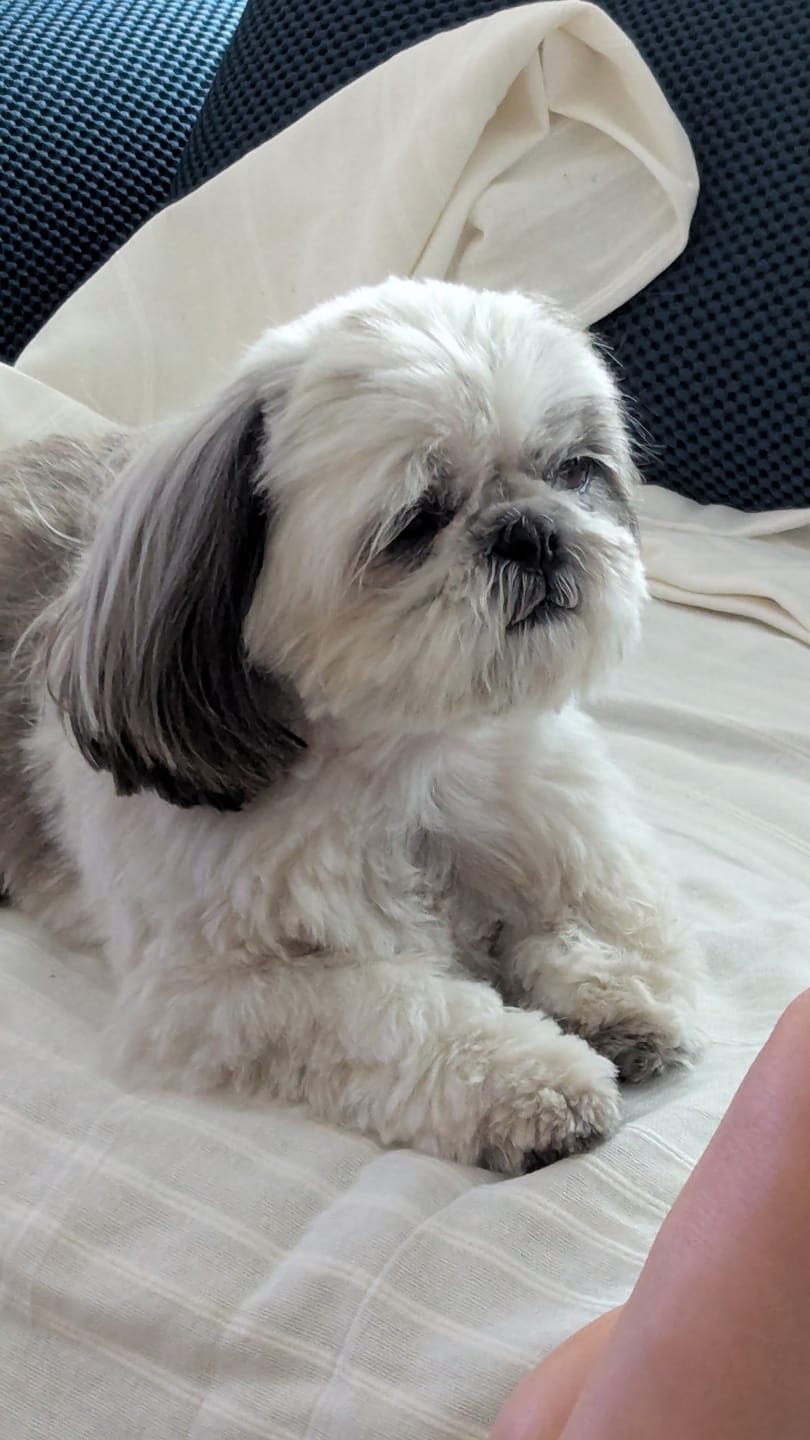 Customer photo review of Friandises Hygiène Dentaire - Chien