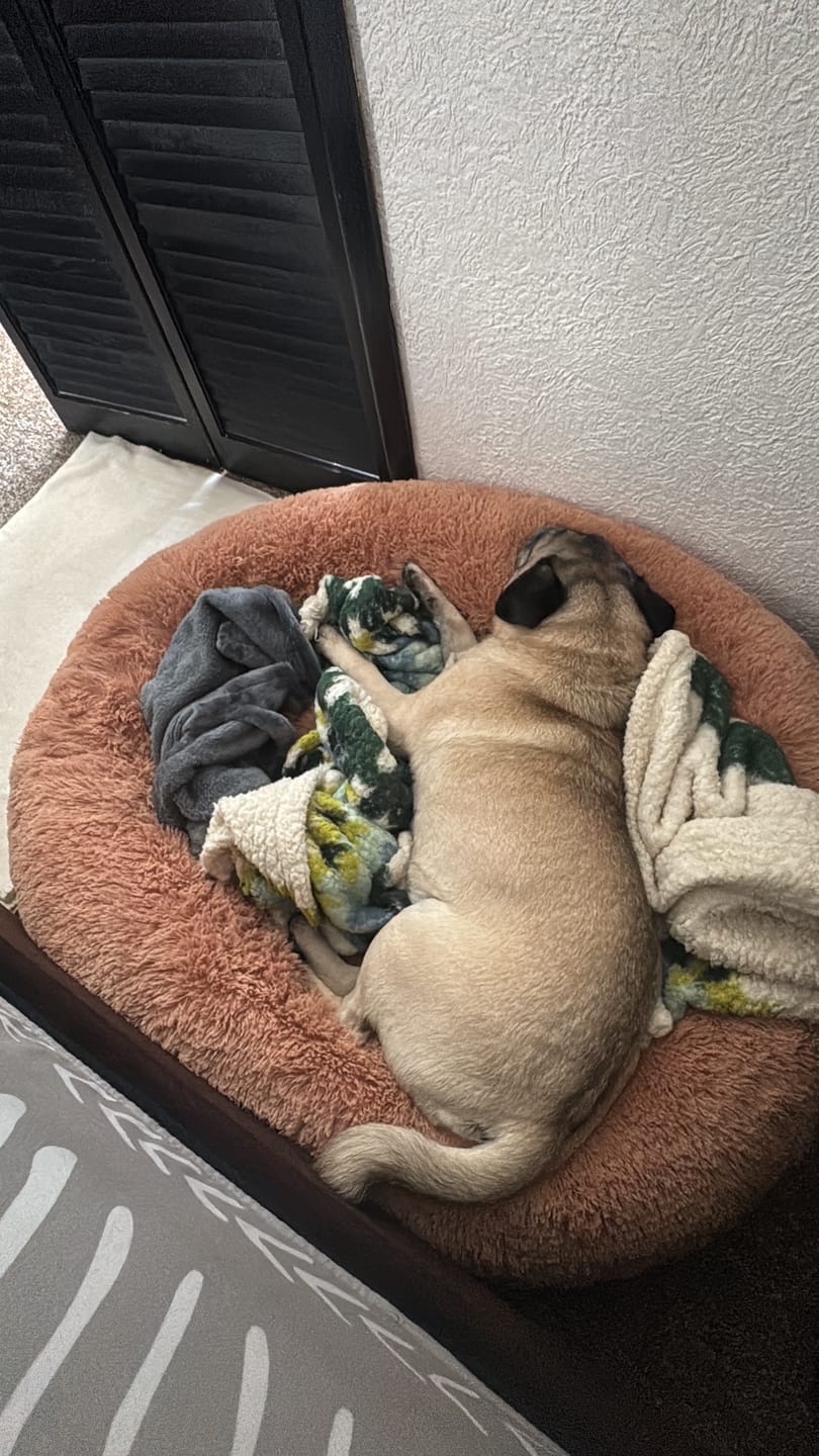 Customer photo review of Manta Relajante para Mascotas