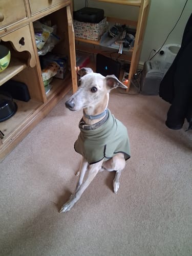 Customer photo review of Fleece Sighthound Base-Layer Coat with Underbelly and Snood