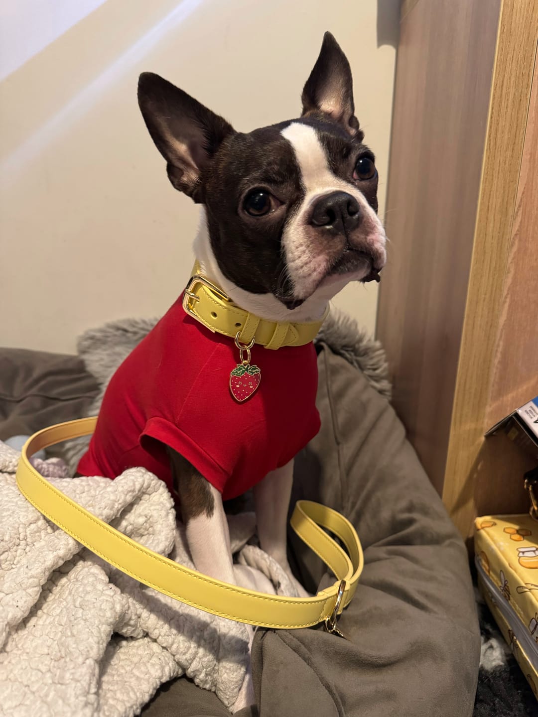 Customer photo review of Primrose Dog Collar