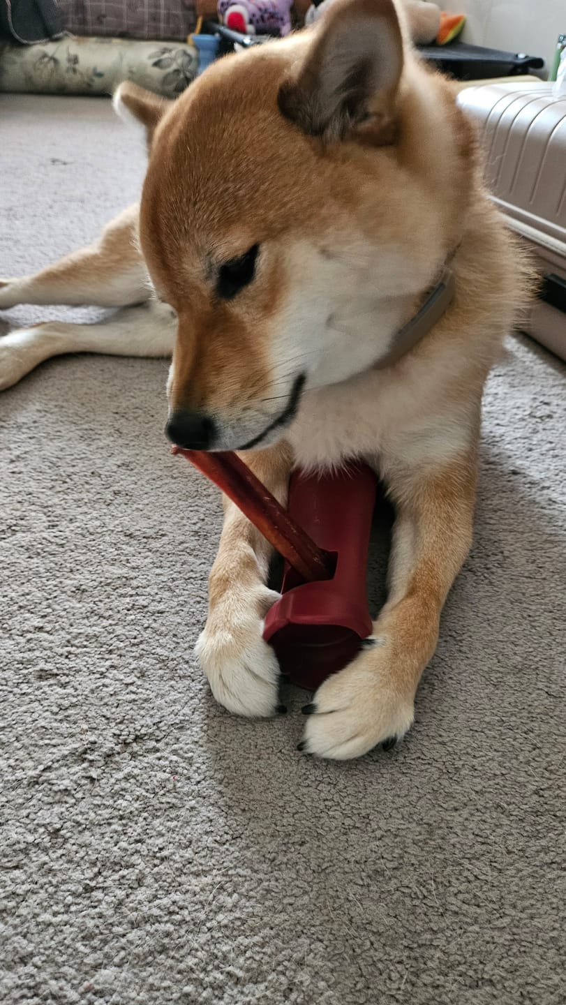 Customer photo review of Bully Stick Safety Holder