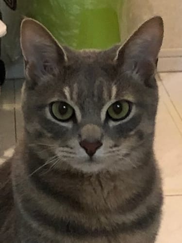 Customer photo review of 本物そっくり♪ペットクッション