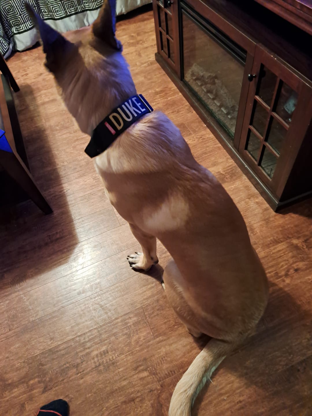 Customer photo review of 2" Tacti Luxe Dog Collar - Gold Noir